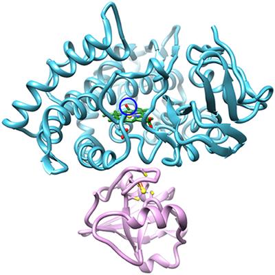 Conformational Change Induced by Putidaredoxin Binding to Ferrous CO-ligated Cytochrome P450cam Characterized by 2D IR Spectroscopy